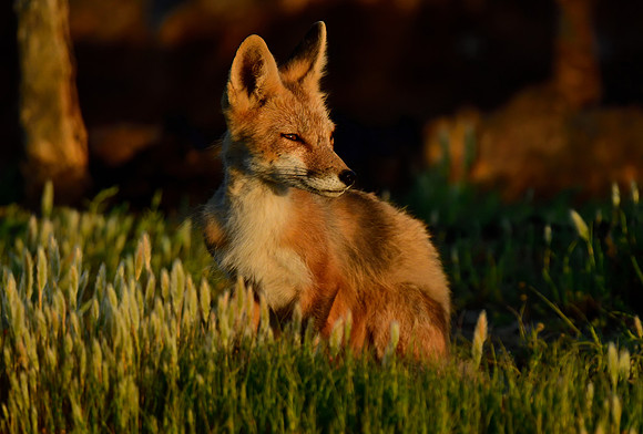 Sunset Glow